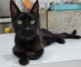 BARTOLOMEU