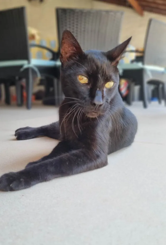 Gato ra a SRD-ViraLata idade 4 anos nome BARTOLOMEU