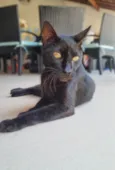 BARTOLOMEU