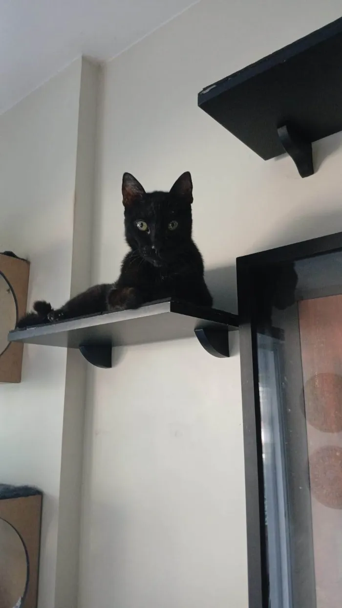 Gato ra a SRD-ViraLata idade 4 anos nome BARTOLOMEU