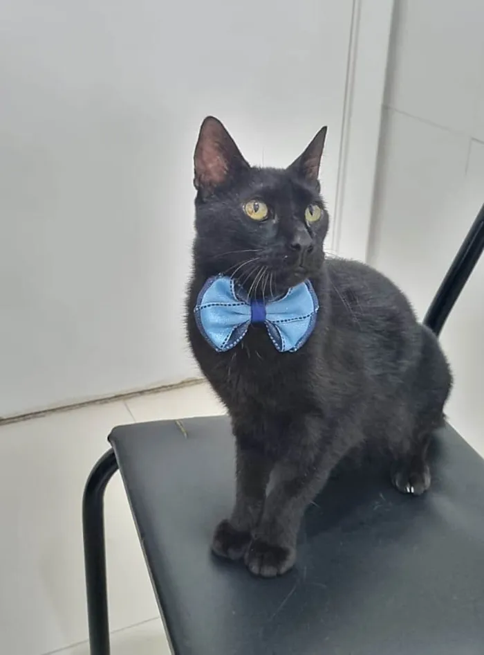 Gato ra a SRD-ViraLata idade 4 anos nome BARTOLOMEU