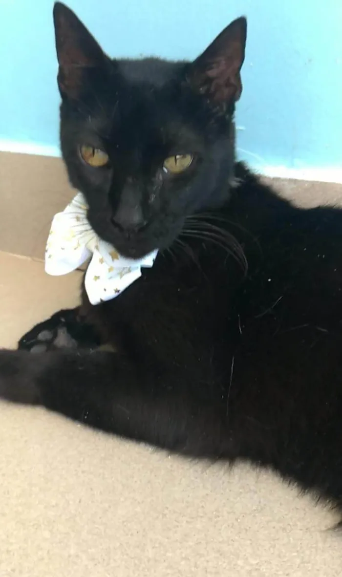 Gato ra a SRD-ViraLata idade 4 anos nome BARTOLOMEU