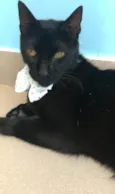 BARTOLOMEU