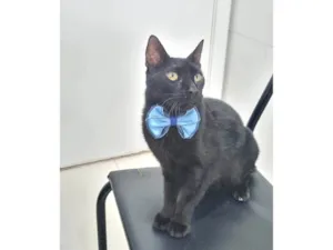Gato raça SRD-ViraLata idade 4 anos nome BARTOLOMEU