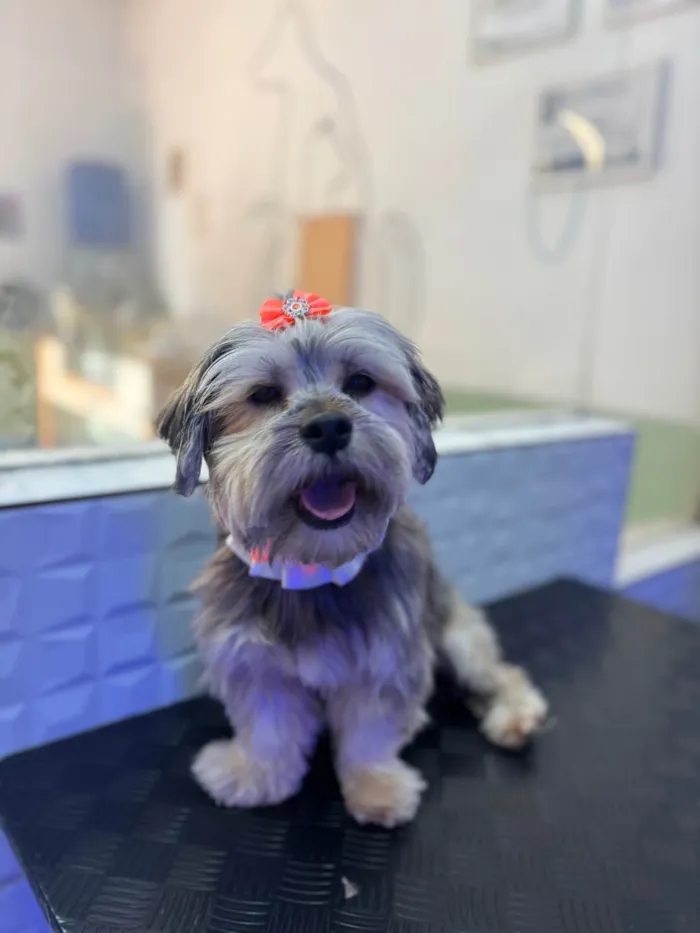 Cachorro ra a Yorkshire idade 1 ano nome Mel 