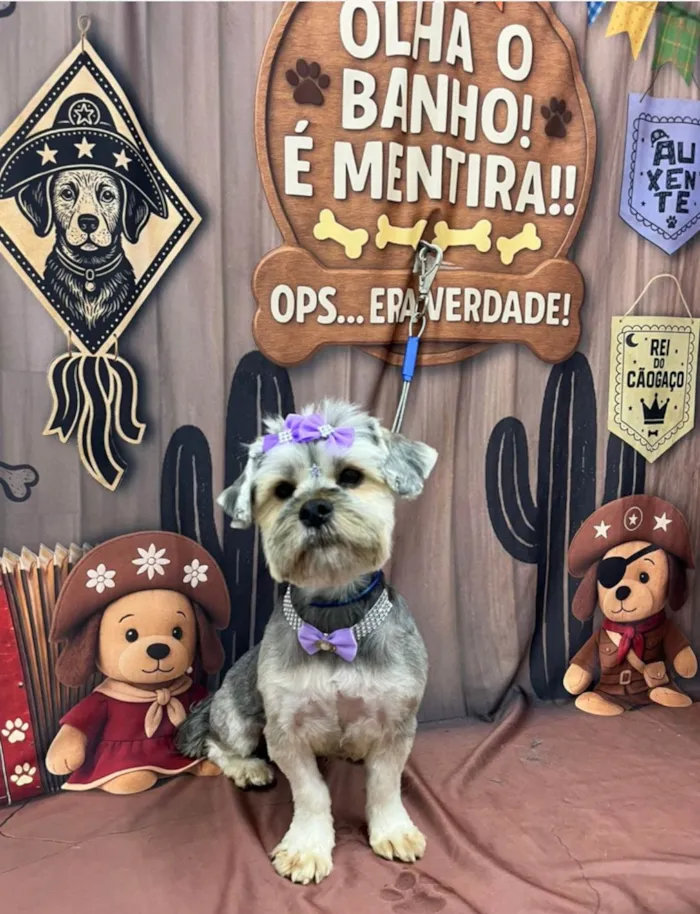 Cachorro ra a Yorkshire idade 1 ano nome Mel 