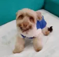 Bolt