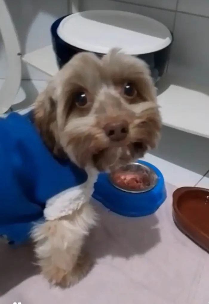 Cachorro ra a Shitzu idade 1 ano nome Bolt 