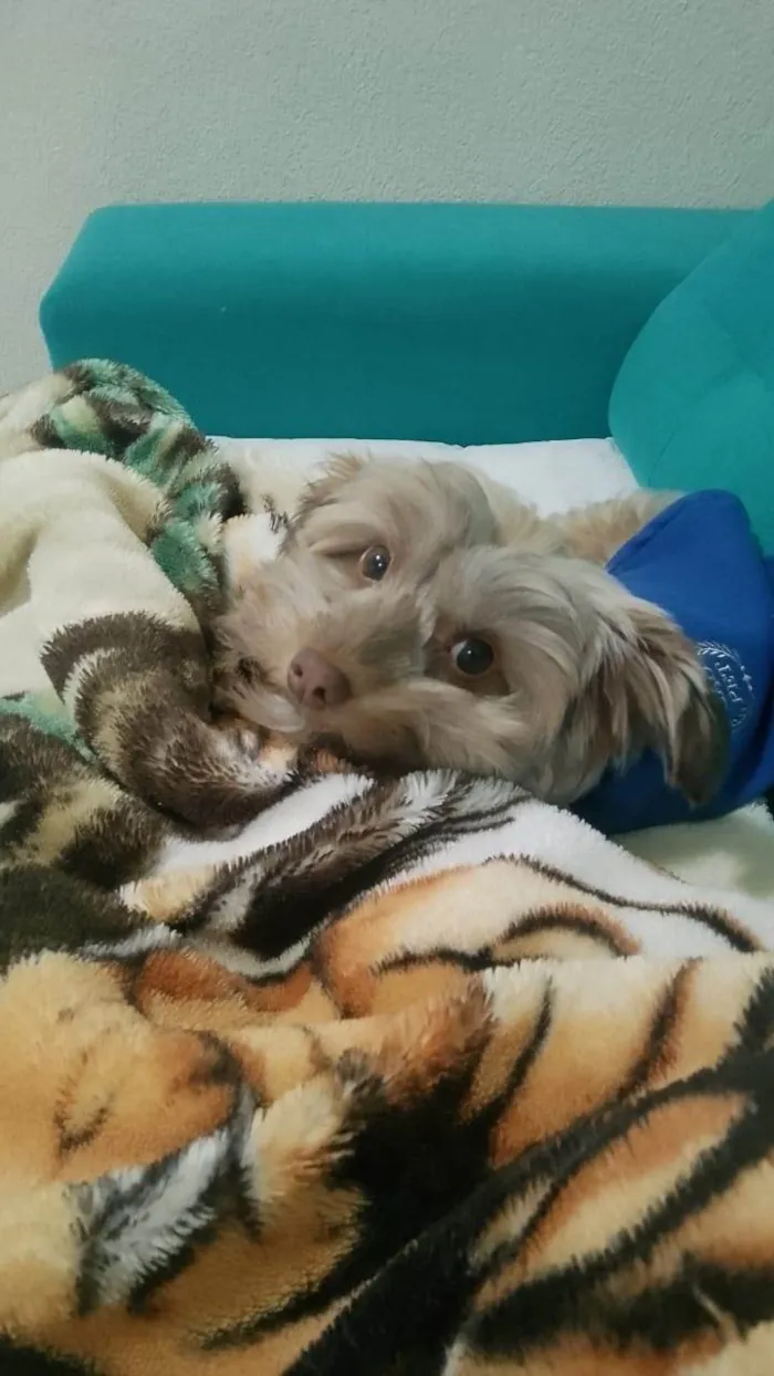 Cachorro ra a Shitzu idade 1 ano nome Bolt 