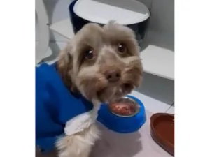 Cachorro raça Shitzu idade 1 ano nome Bolt 