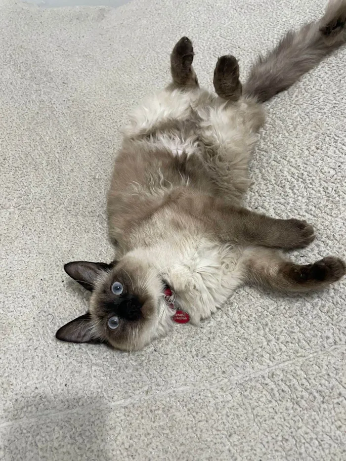 Gato ra a Siamês idade 2 a 6 meses nome Framboesa