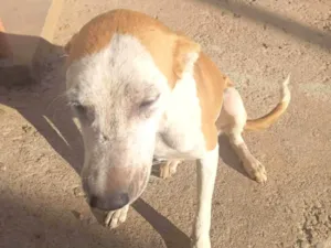 Cachorro raça SRD-ViraLata idade 1 ano nome Estelar 