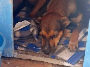 Cachorro raça SRD-ViraLata idade 1 ano nome ravena 
