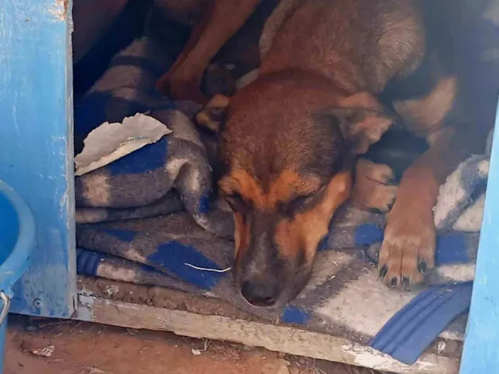 Cachorro ra a SRD-ViraLata idade 1 ano nome ravena
