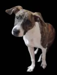 Nala