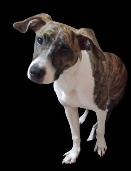 Cachorro ra a SRD-ViraLata idade 7 a 11 meses nome Nala