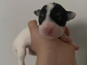 Cachorro raça SRD-ViraLata idade Abaixo de 2 meses nome Branquinha