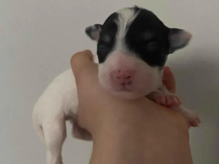 Cachorro ra a SRD-ViraLata idade Abaixo de 2 meses nome Branquinha