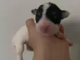Branquinha