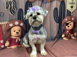 Cachorro raça Yorkshire idade 1 ano nome Mel 