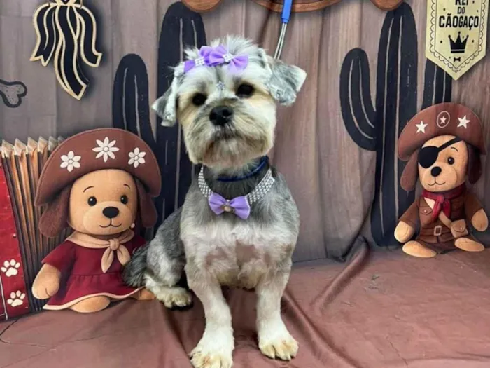 Cachorro ra a Yorkshire idade 1 ano nome Mel 