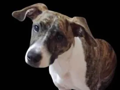 Cachorro raça SRD-ViraLata idade 7 a 11 meses nome Nala
