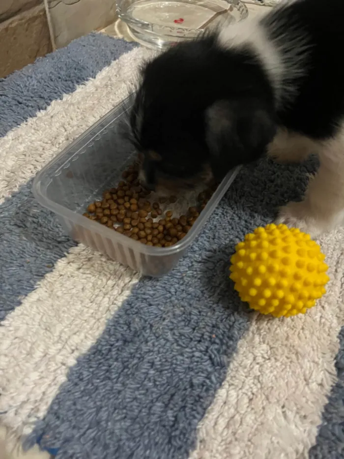 Cachorro ra a SRD-ViraLata idade Abaixo de 2 meses nome Sem nome 