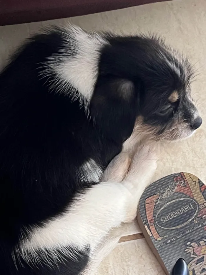 Cachorro ra a SRD-ViraLata idade Abaixo de 2 meses nome Sem nome 