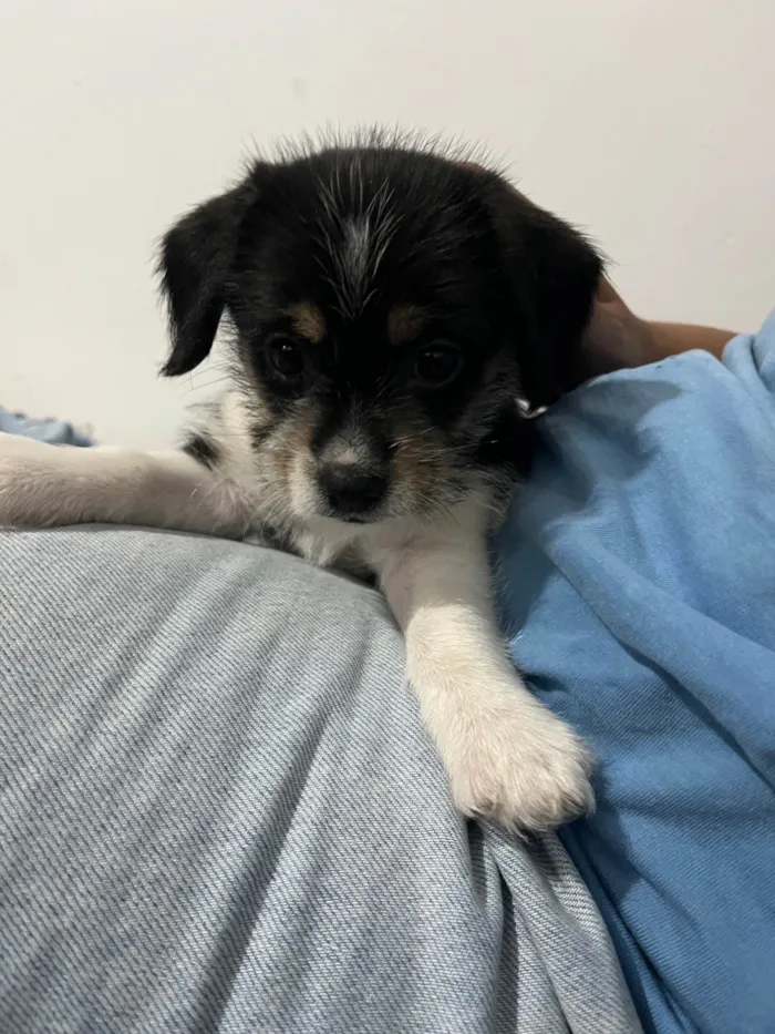 Cachorro ra a SRD-ViraLata idade Abaixo de 2 meses nome Sem nome 