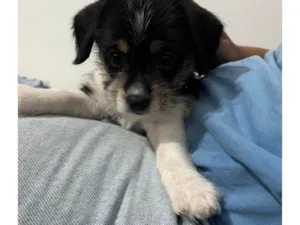 Cachorro raça SRD-ViraLata idade Abaixo de 2 meses nome Sem nome 