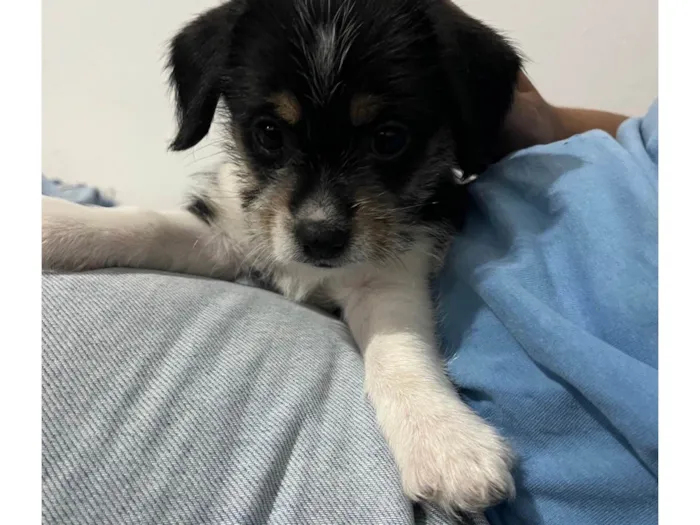 Cachorro ra a SRD-ViraLata idade Abaixo de 2 meses nome Sem nome 