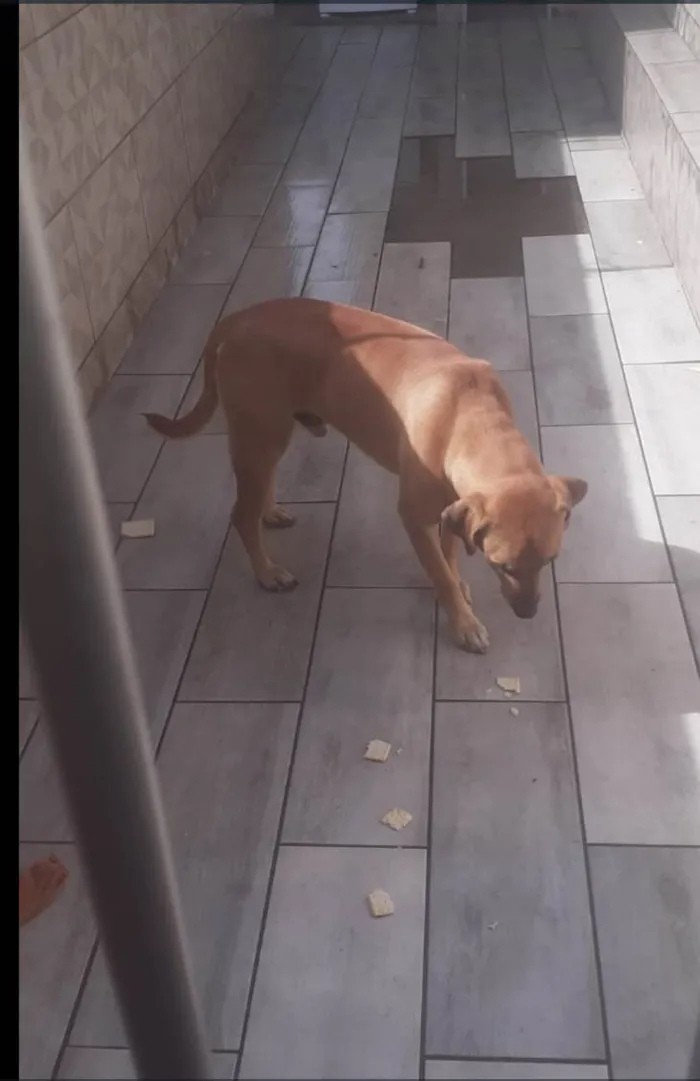 Cachorro ra a SRD-ViraLata idade 2 anos nome Simba