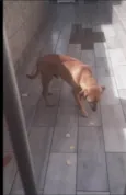 Simba