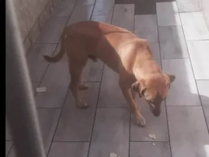 Cachorro raça SRD-ViraLata idade 2 anos nome Simba