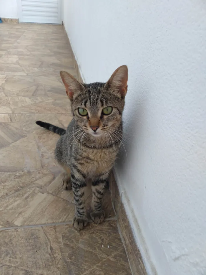 Gato ra a SRD-ViraLata idade 7 a 11 meses nome Le-Yan