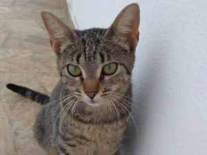 Gato raça SRD-ViraLata idade 7 a 11 meses nome Le-Yan
