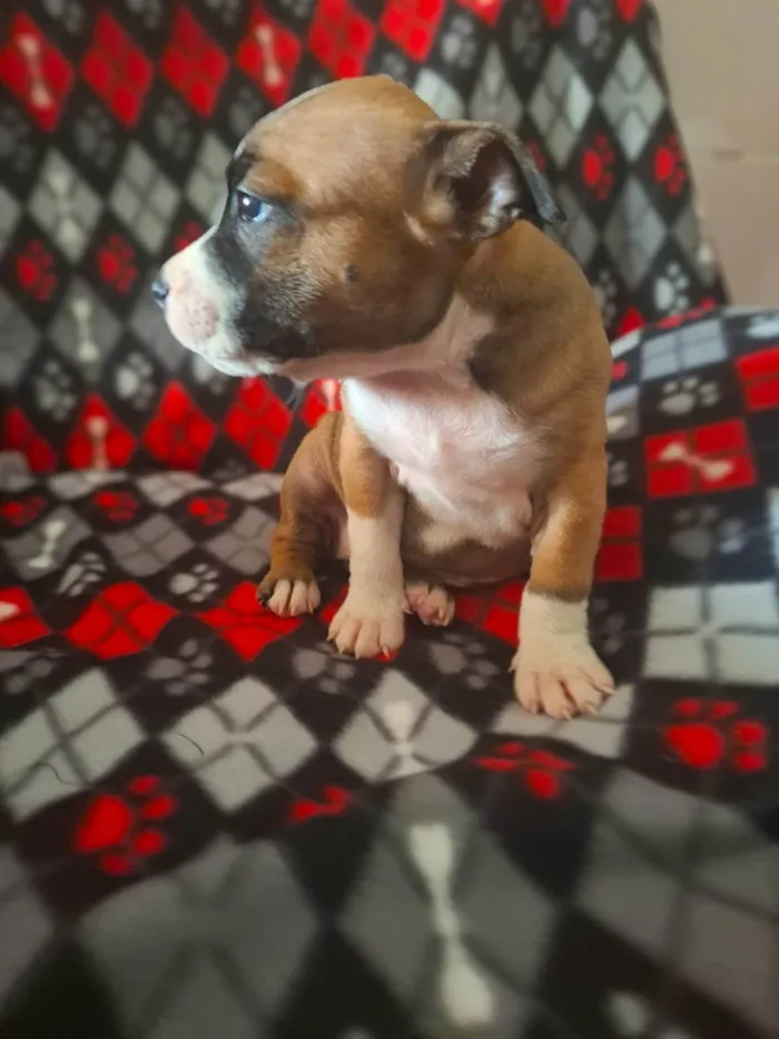 Cachorro ra a Pit-Bull idade 2 a 6 meses nome CLAIR 