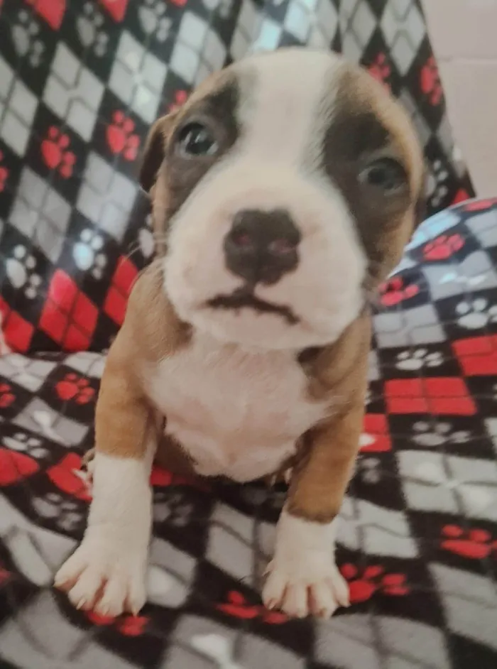 Cachorro ra a Pit-Bull idade 2 a 6 meses nome CLAIR 
