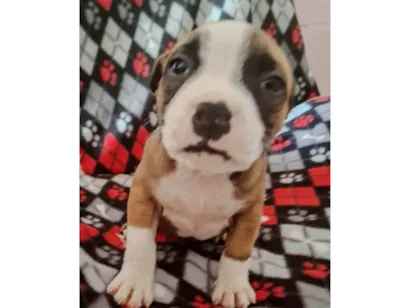 Cachorro raça Pit-Bull idade 2 a 6 meses nome CLAIR 