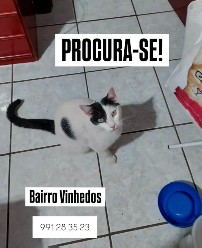 Gato ra a SRD-ViraLata idade 4 anos nome Jubi