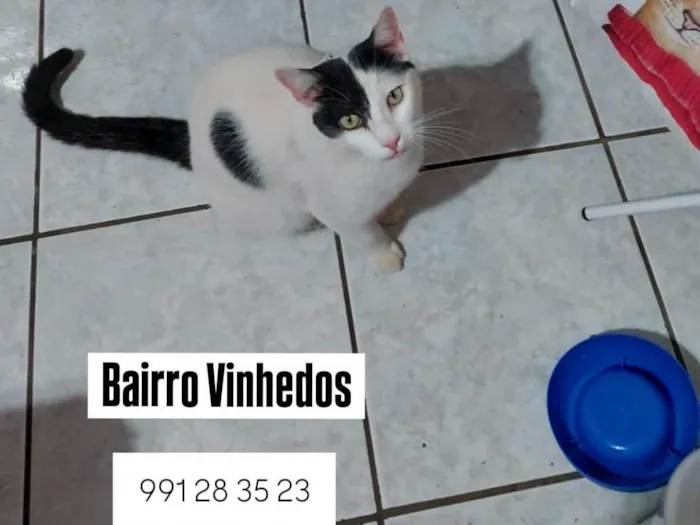 Gato ra a SRD-ViraLata idade 4 anos nome Jubi