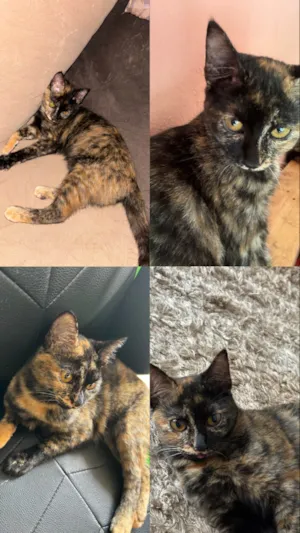 Gato raça SRD-ViraLata idade 1 ano nome Canela