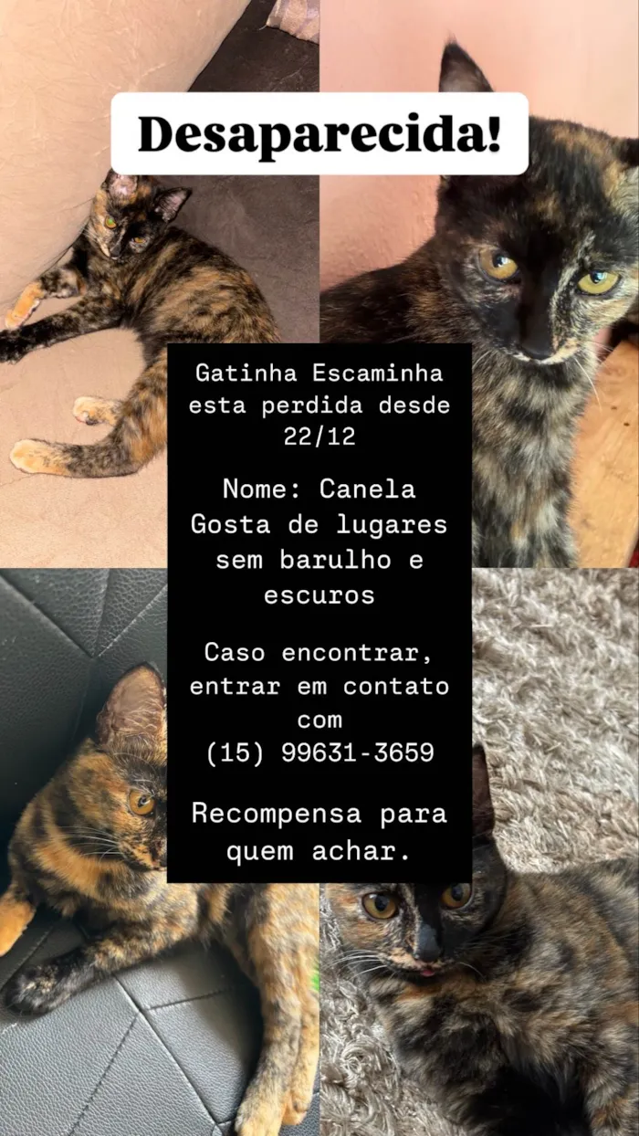 Gato ra a SRD-ViraLata idade 1 ano nome Canela