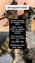 Canela