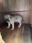 Doação de filhote femea  - vira lata