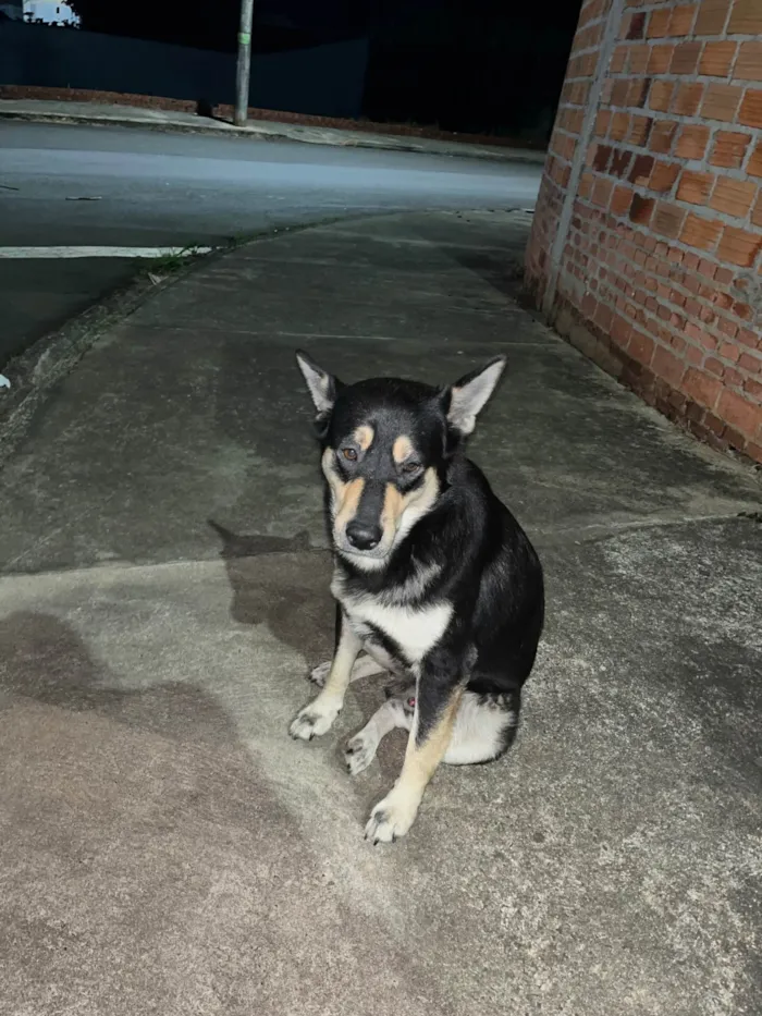 Cachorro ra a SRD-ViraLata idade 3 anos nome Não tenho