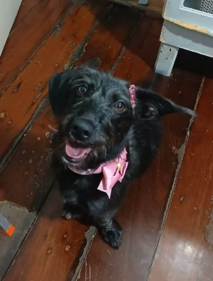 Cachorro ra a SRD-ViraLata idade 1 ano nome Cacau