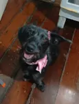 Cacau