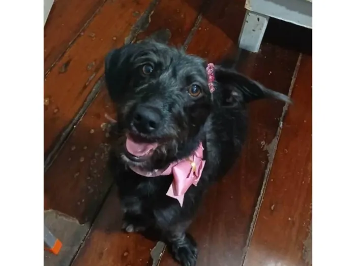 Cachorro ra a SRD-ViraLata idade 1 ano nome Cacau