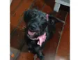 Cacau